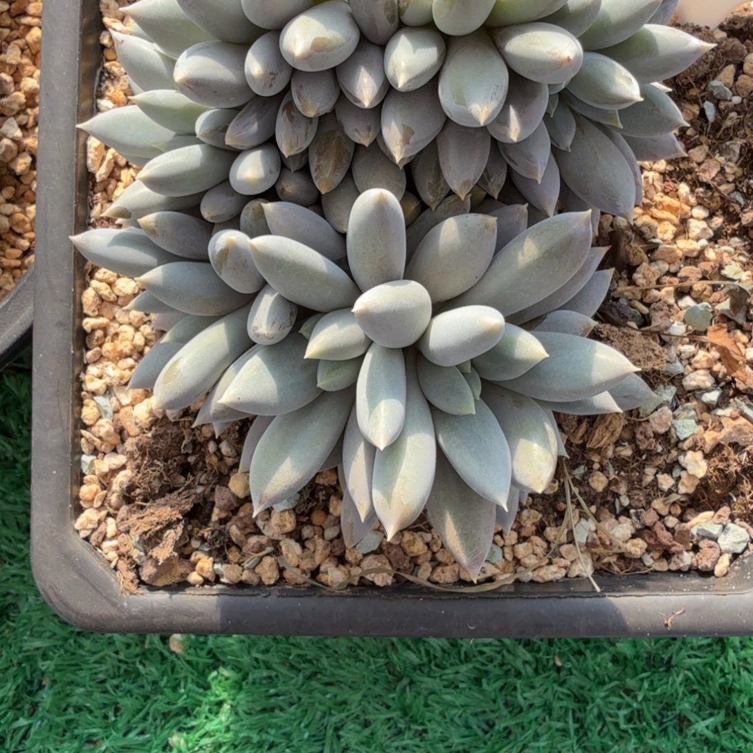 K***K无花朵肉肉肉肉肉肉肉肉肉