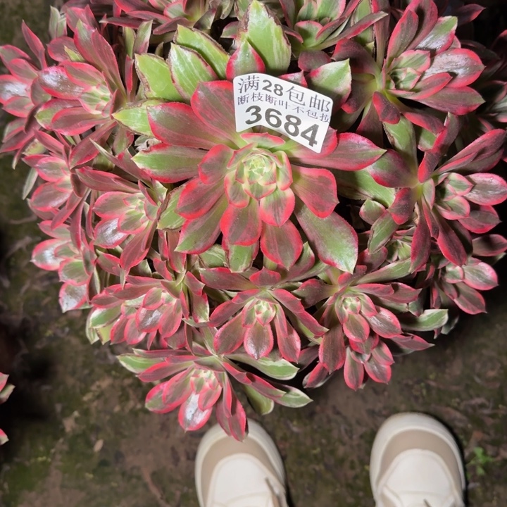 3684浣纱杆歪多肉植物