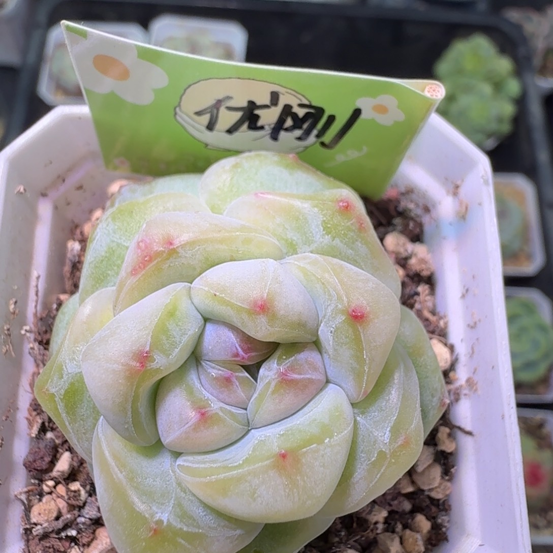 优刚毅黄开播福利