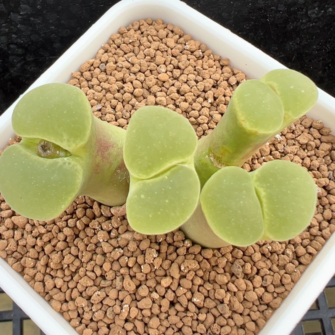 超美4头 肉锥植物