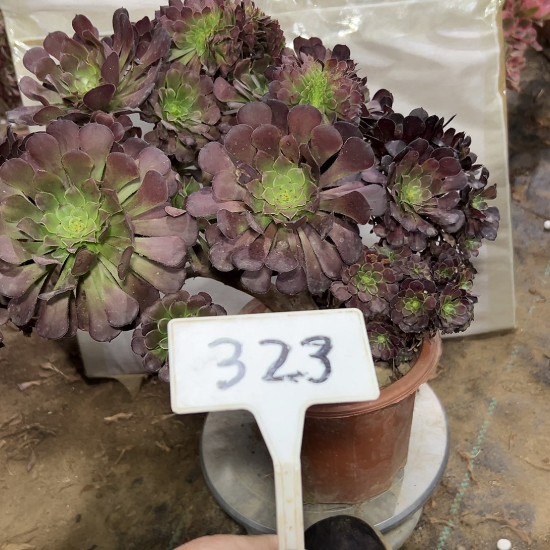 多肉植物铜壶缀花323