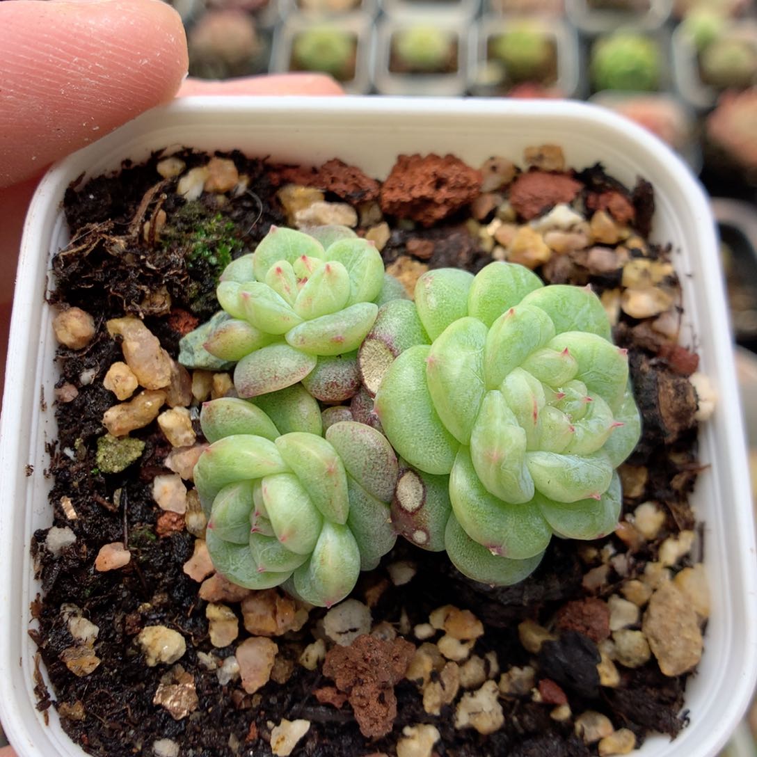 C53秃子绿透珍妮Q42