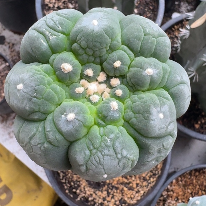 黑肌大优苗接仙人球