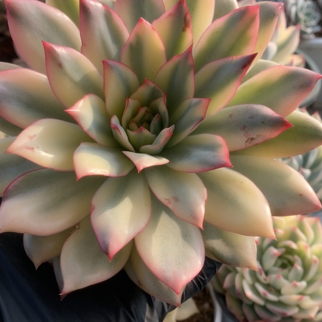 204月光女神锦锦锦锦锦