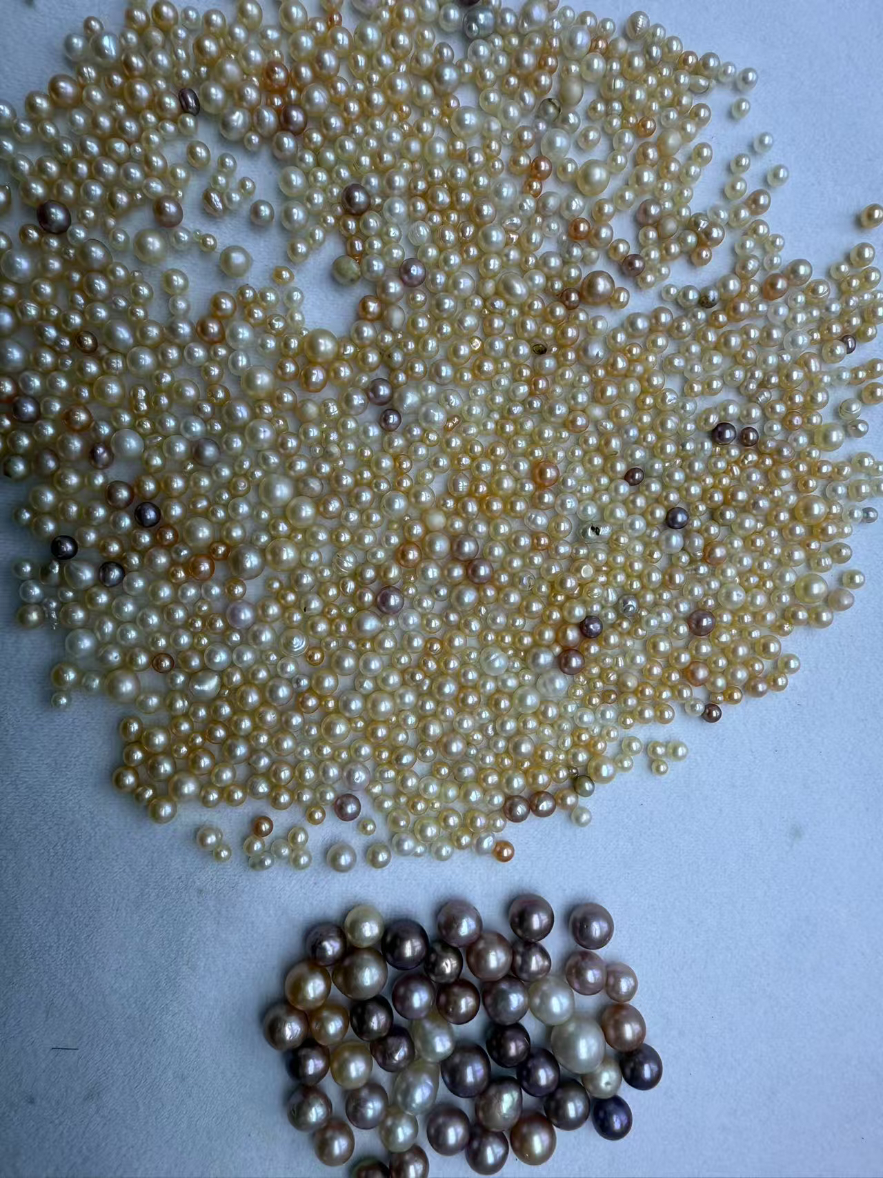 新塘大点位AK三个（活体不退换）可定制DIY