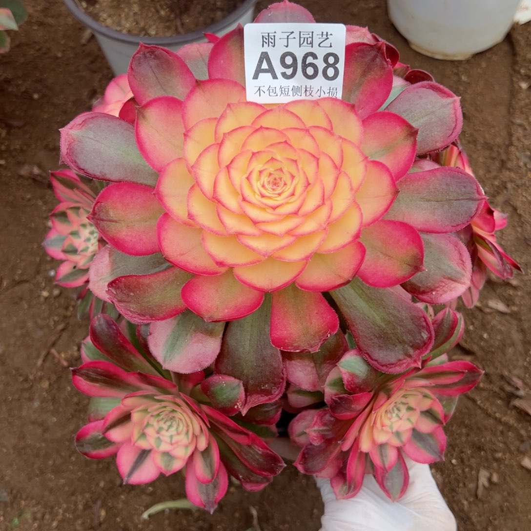 968荔枝尺寸25左右