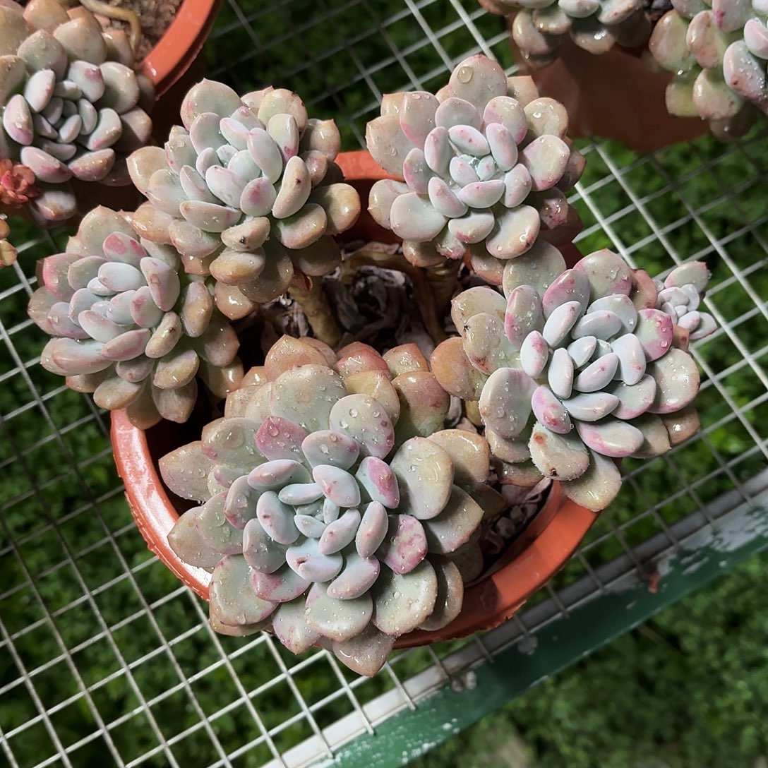 白鹿大群老桩冠幅脱土发货冠幅20㎝