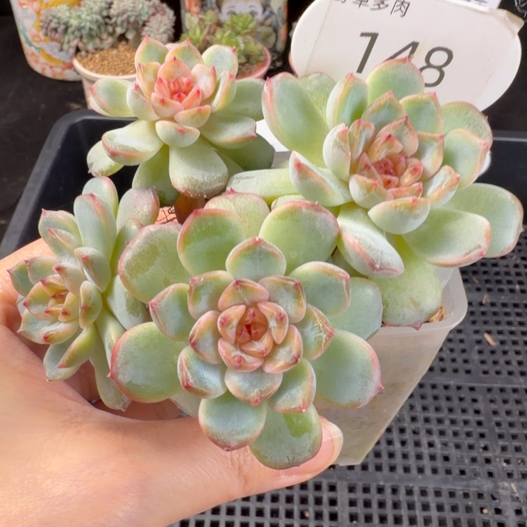 石榴汁珍妮四头群148号