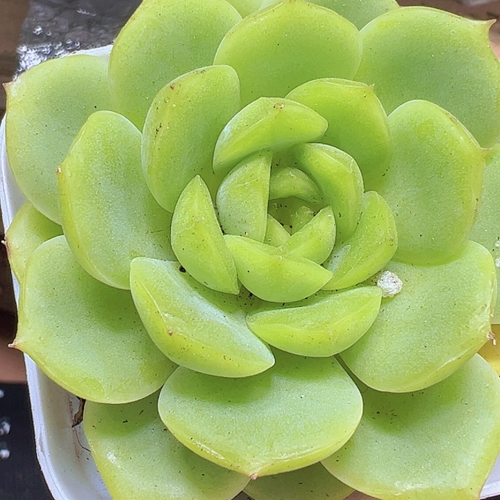 宝宝绿19包邮多肉里植物