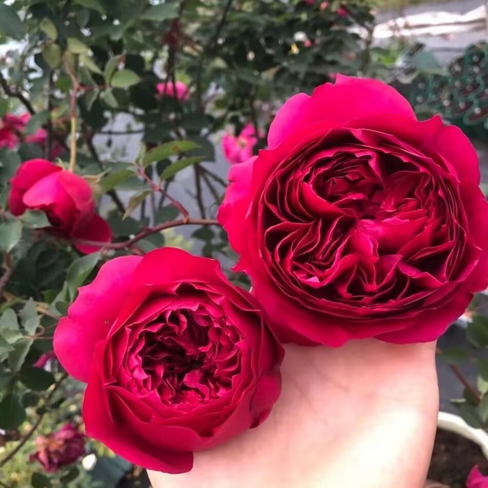 秋日胭脂月季花苗大花浓香型多头四季开花玫瑰盆栽地栽花卉