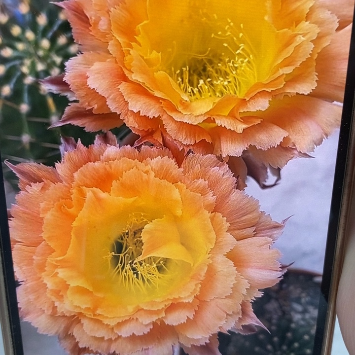 彩草橙黄羽毛侧芽4公分左右