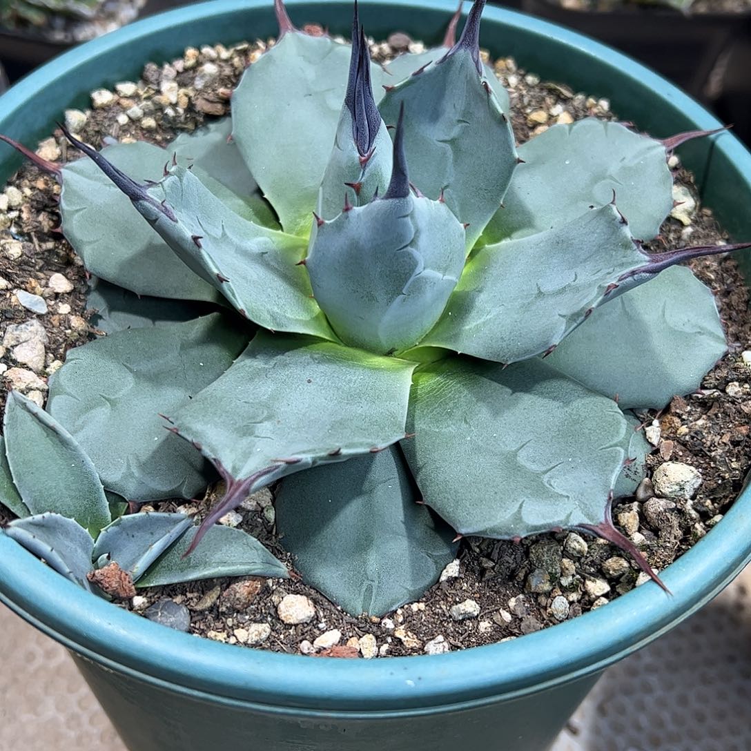 好***了青蝎子龙舌兰植物