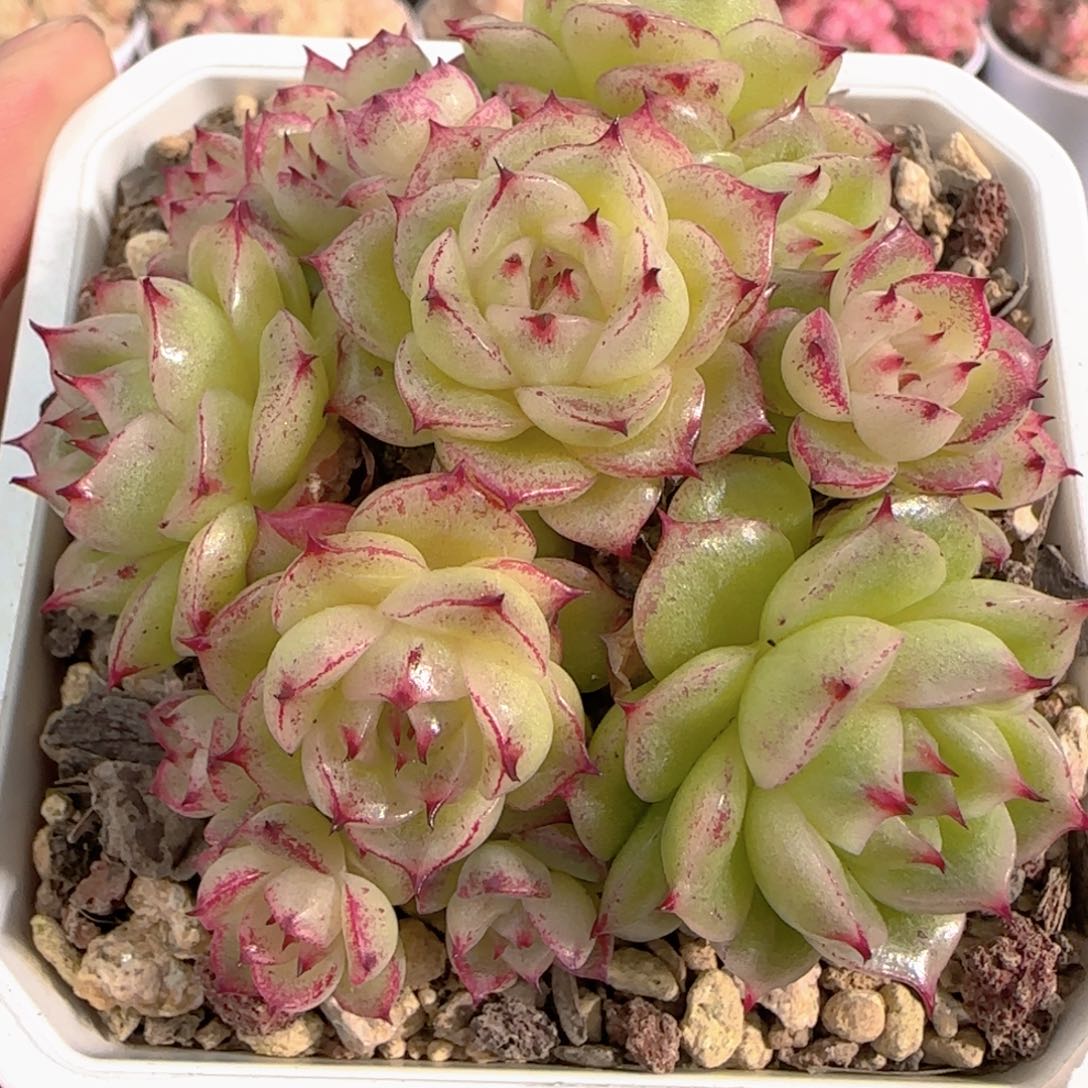 多肉1226-276油紫包子麦秆