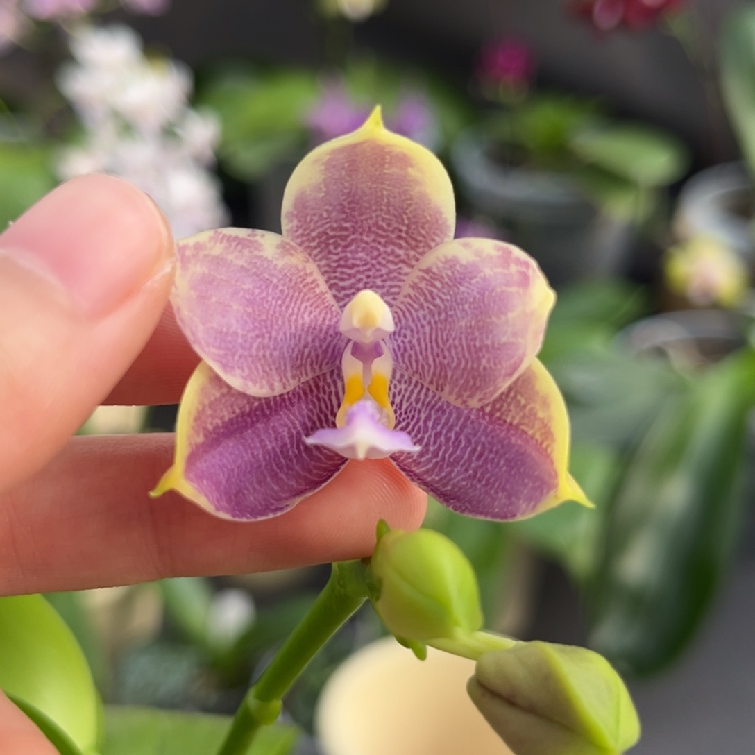 完全开放2.8寸yw08开花株