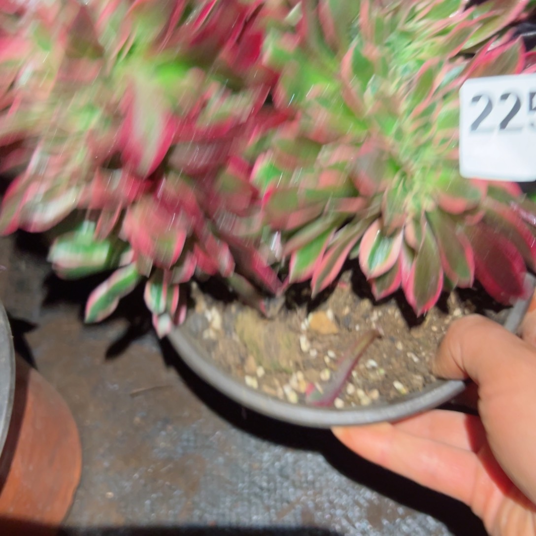 2255 号多肉植物法师