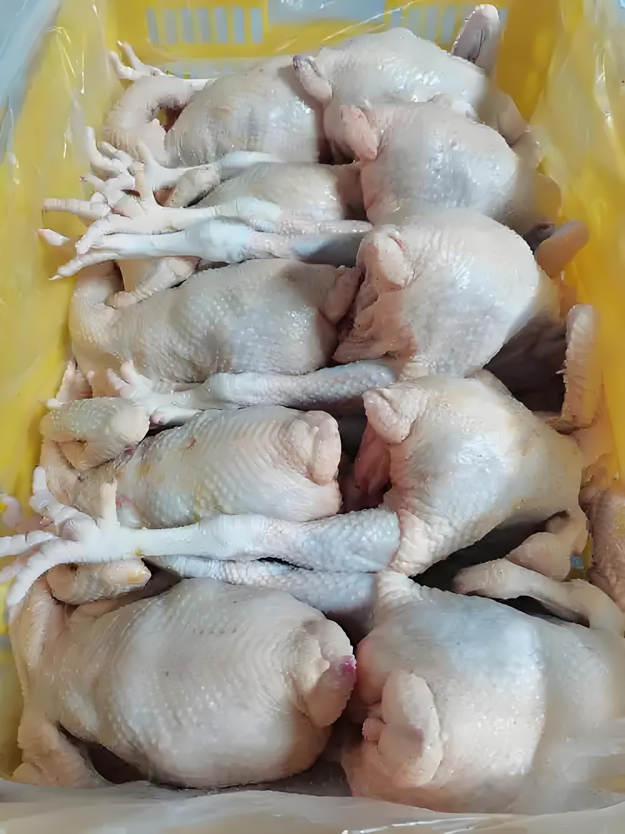 混搭鸡肉江山白花柴瓦灰黑丝毛鹊山五黑