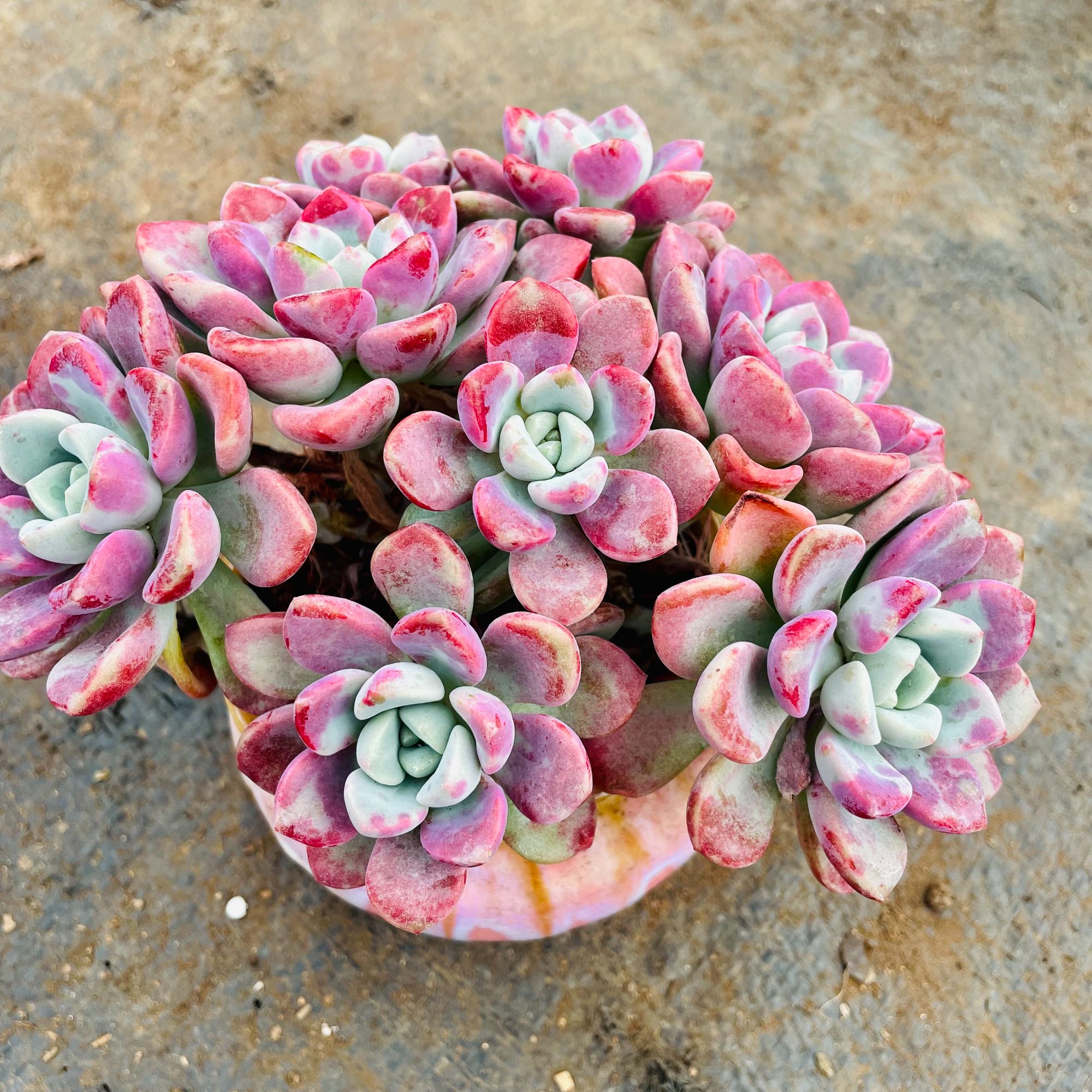 两头花斑鹿（两盆） 精品多肉植物 新手好养带盆发皮实好养精控精养