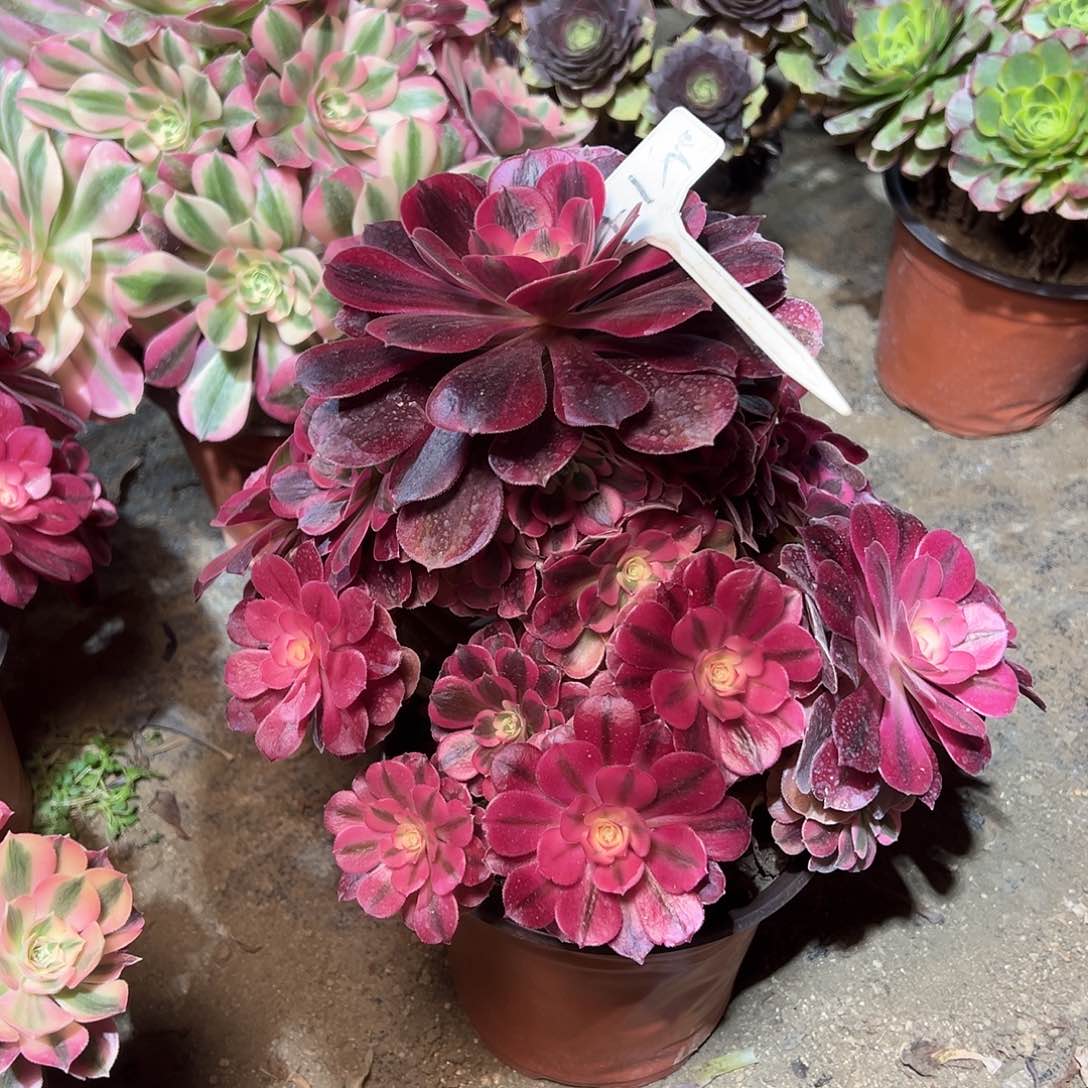 41多肉000000000000000