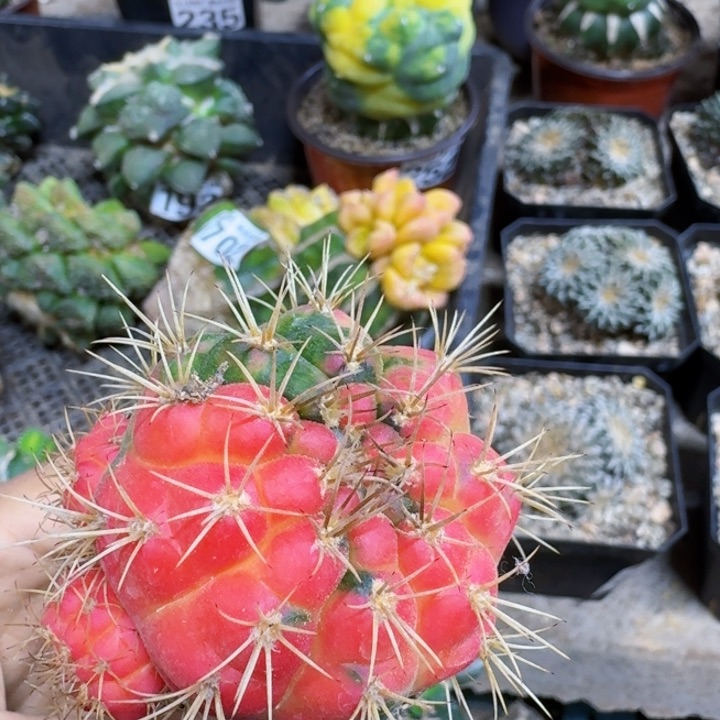 048勇将丸红锦仙人球