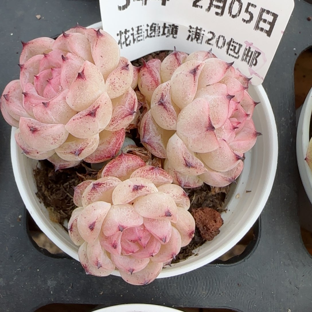 a**a花语逸镜0205-344