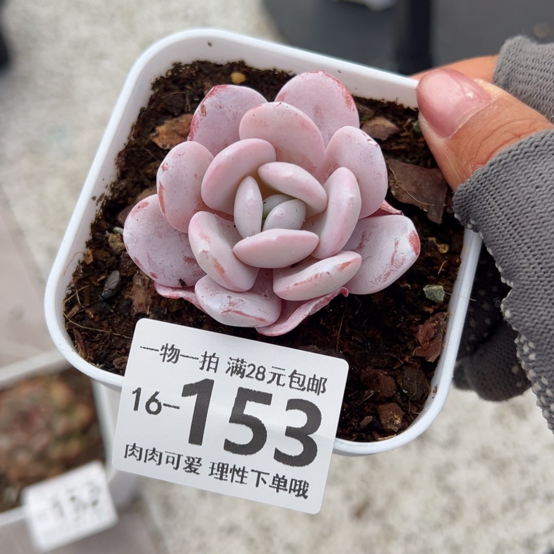 雪莲多肉多肉多肉多