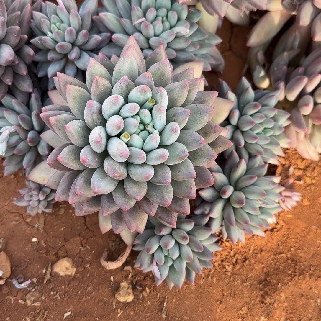 用****院多肉植物美人系列