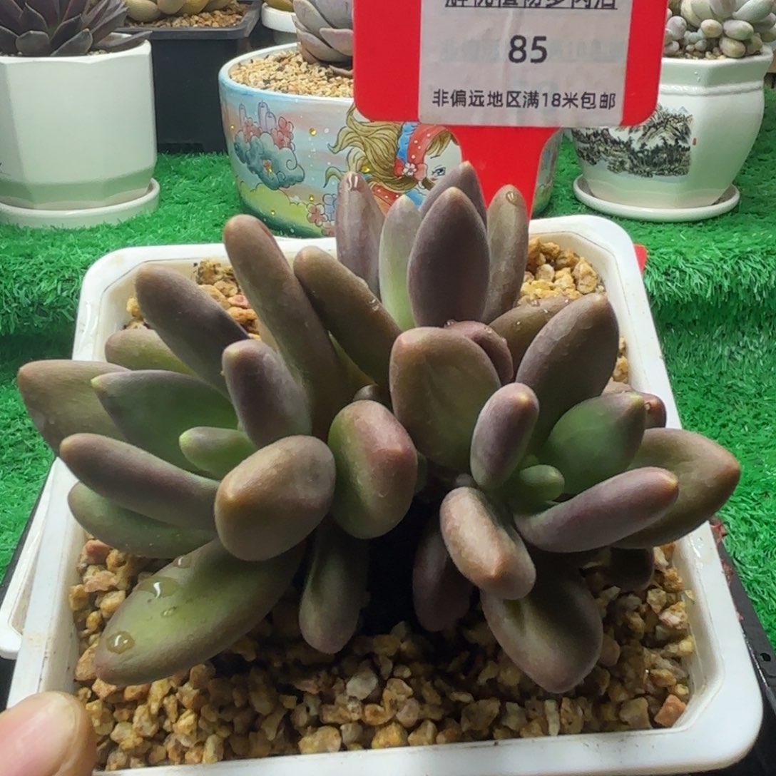 解忧多肉植物编号85