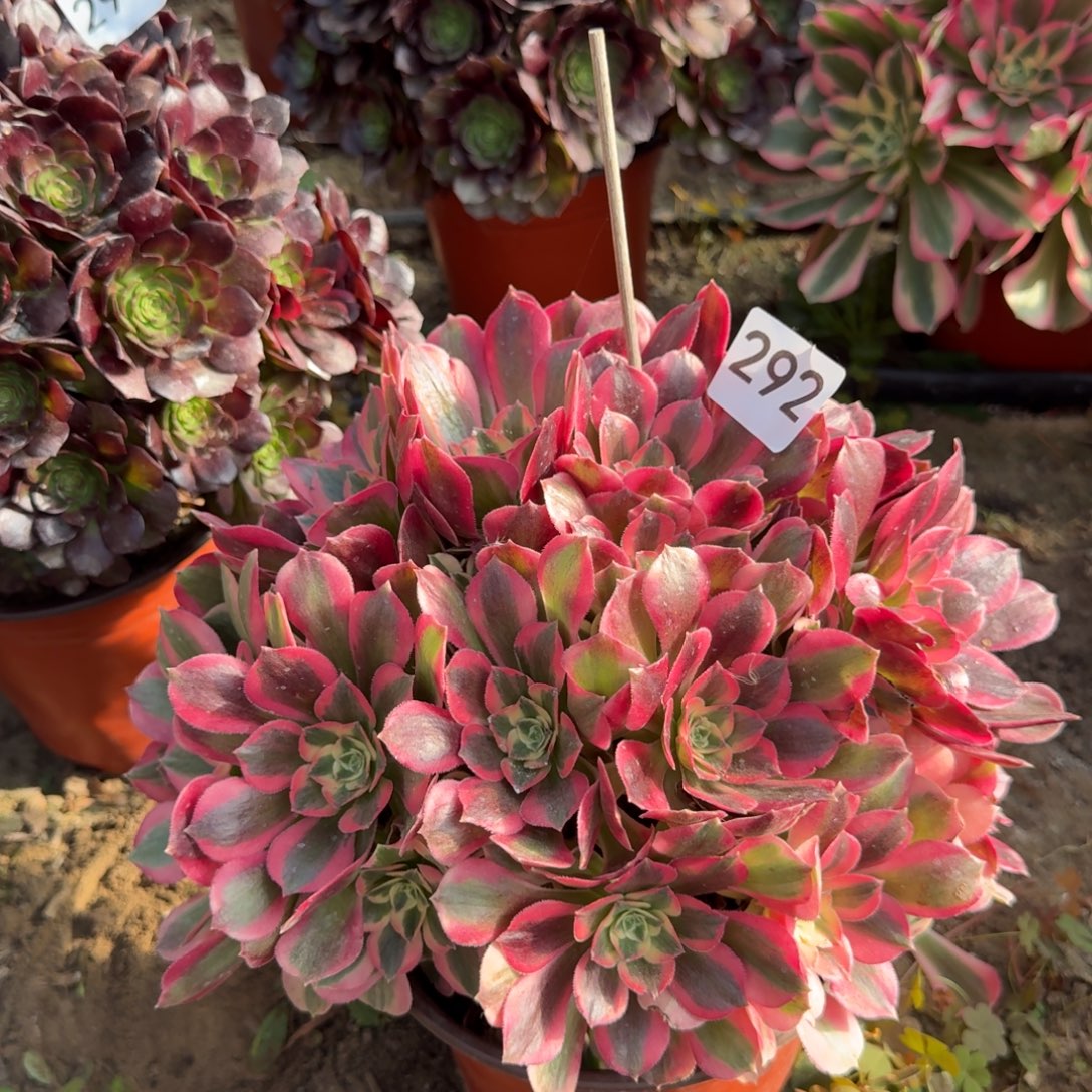 粉女郎法师多肉292号法师多肉