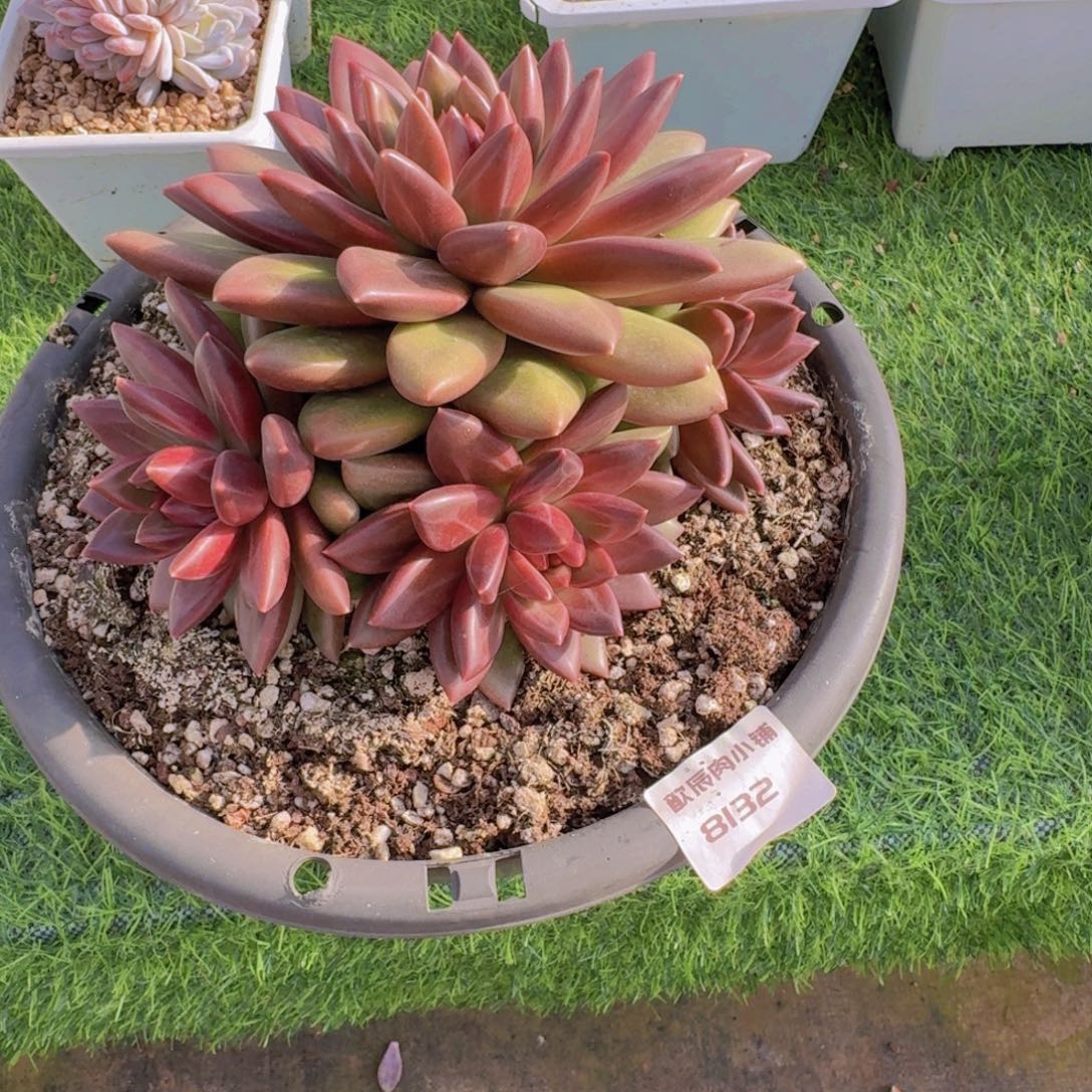 多肉植物迷雾泡泡群8132