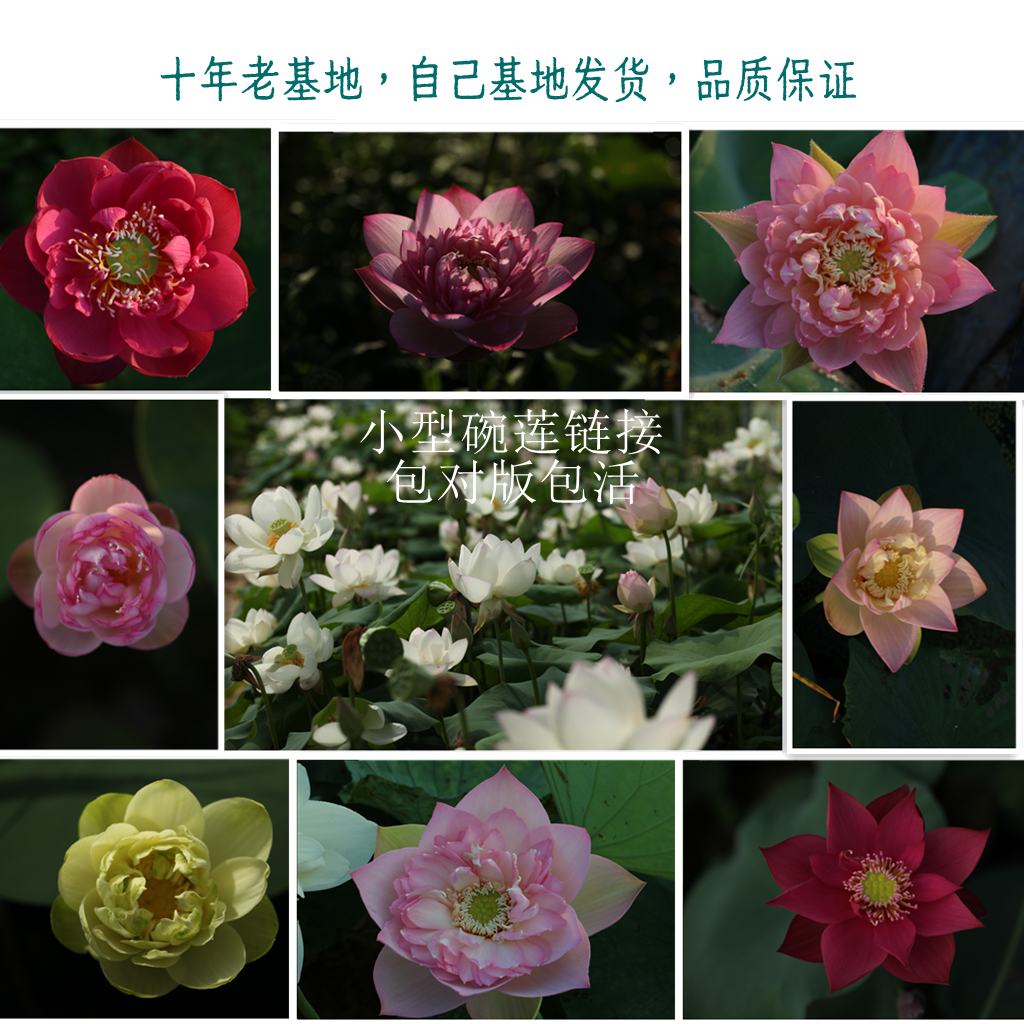 （小型碗莲合集）荷花莲花水生花卉多年生绿植园艺庭院花园包对版