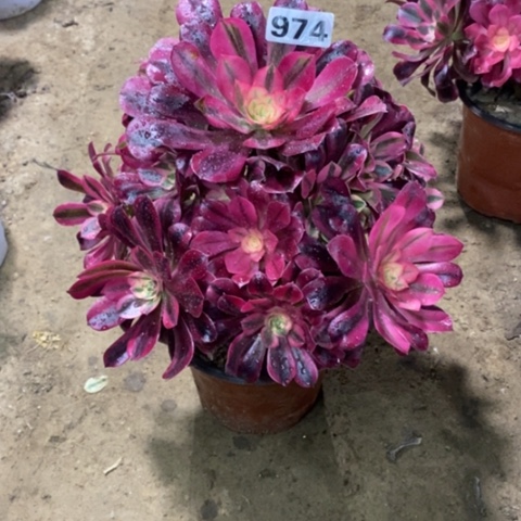 974美杜莎234677899