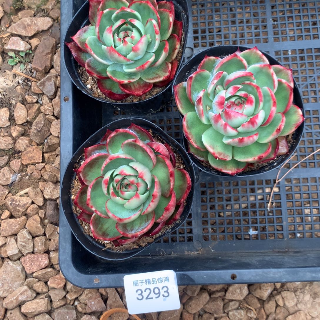 3293一物一拍3颗8.5厘米