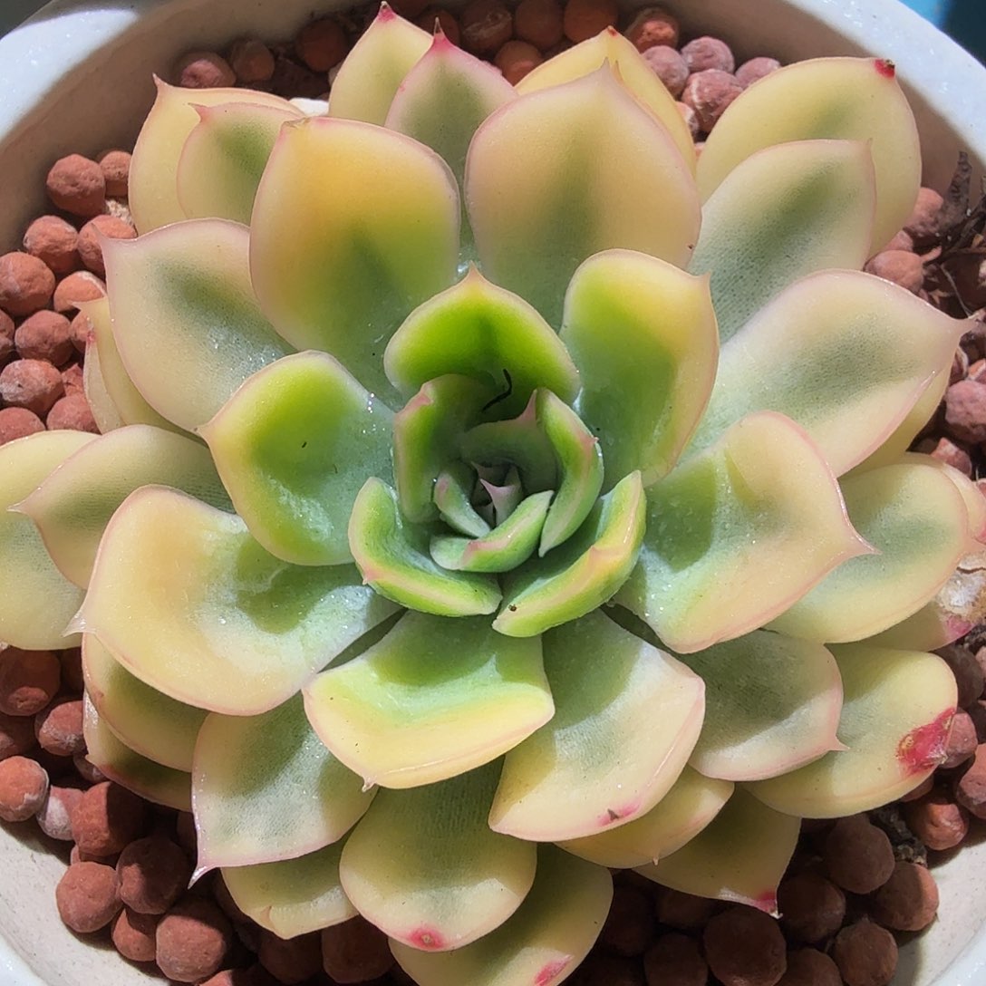 武仙座锦，多肉植物