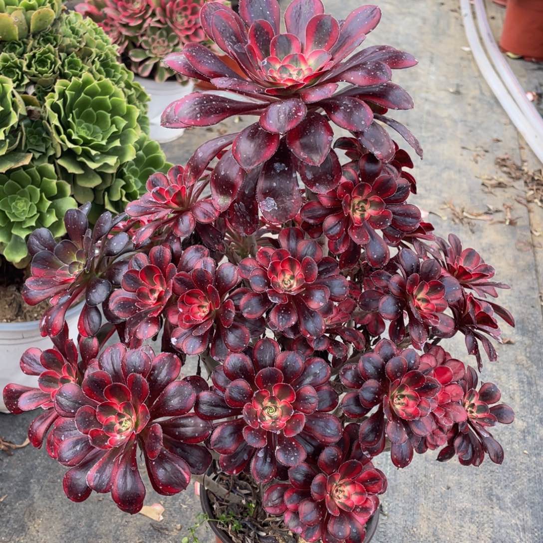 829香奈儿精品法师多肉