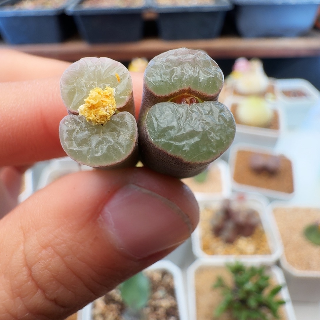 多肉植物福利肉锥腿长福利327