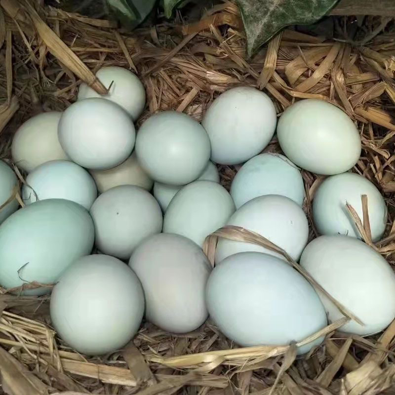 【30枚 顺丰包邮】农家散养土鸡绿壳蛋30g-38g