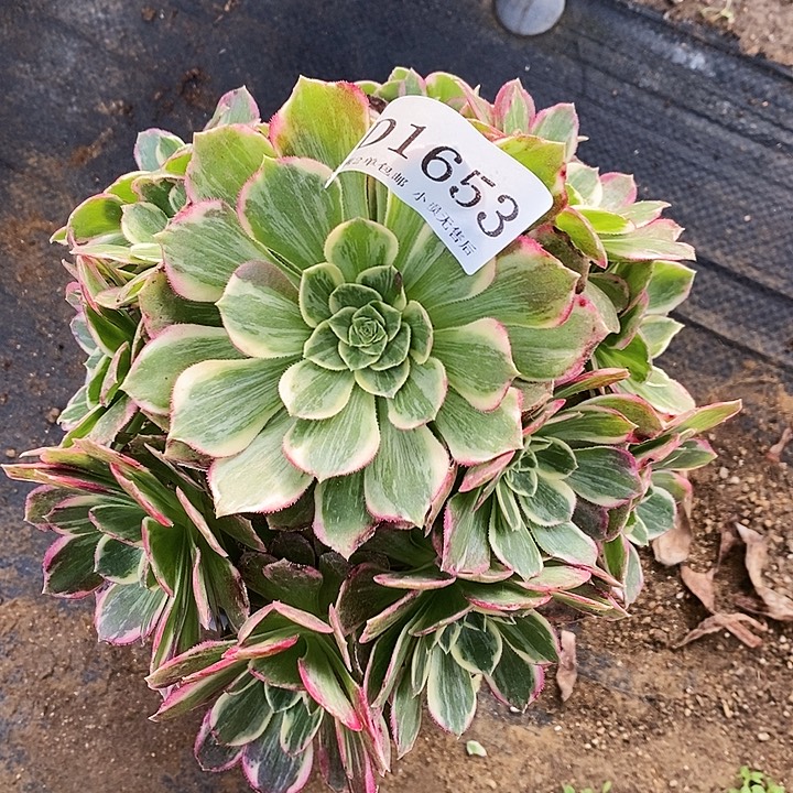 1653粉海王多肉植物