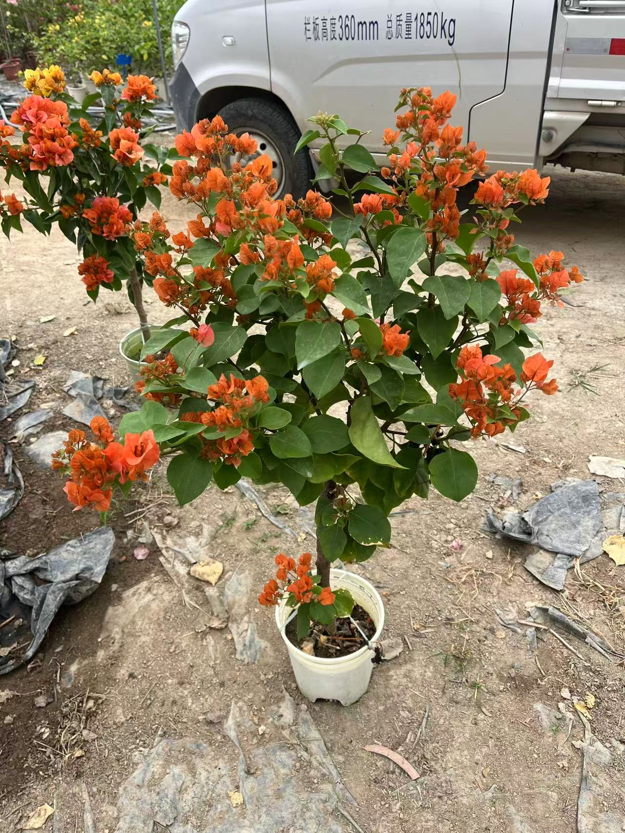 三角梅一物一拍中通快递