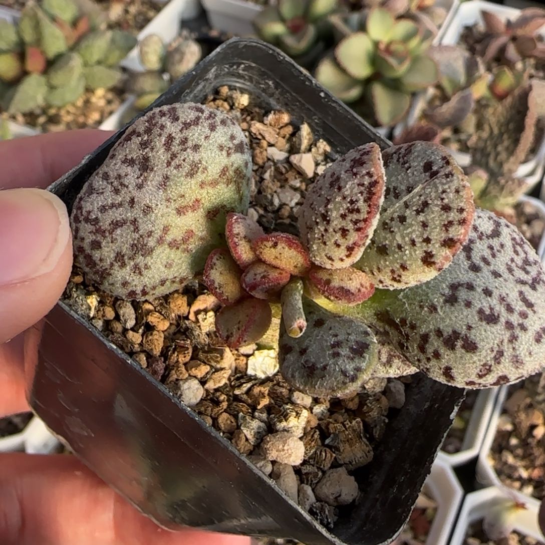 银霜花水泡多肉植物