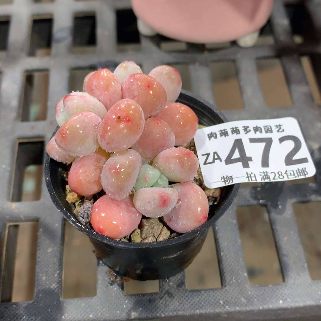 肉萌萌拇指盆精控多肉ZA472