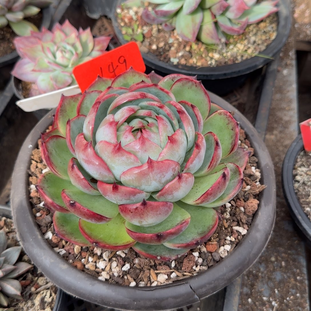 包子惊鸿一物一拍包装收缩花旱149