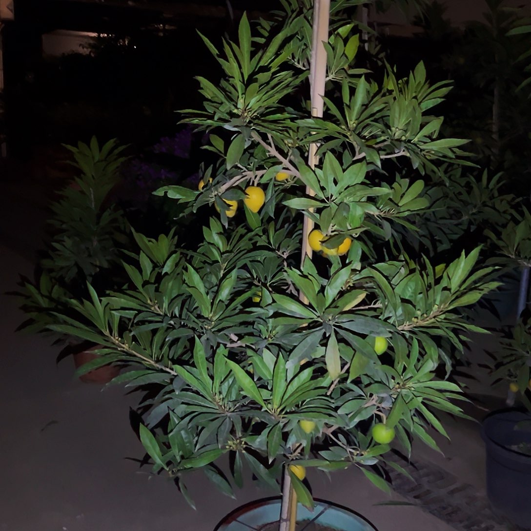 余***生完全开放果树88888888