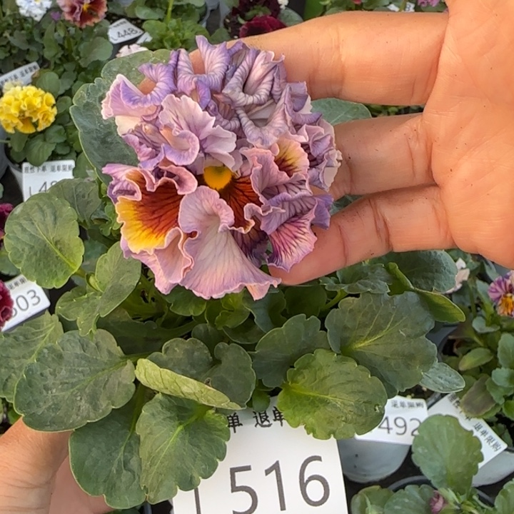 无花朵L516小苗默认苗晃零下5勿拍