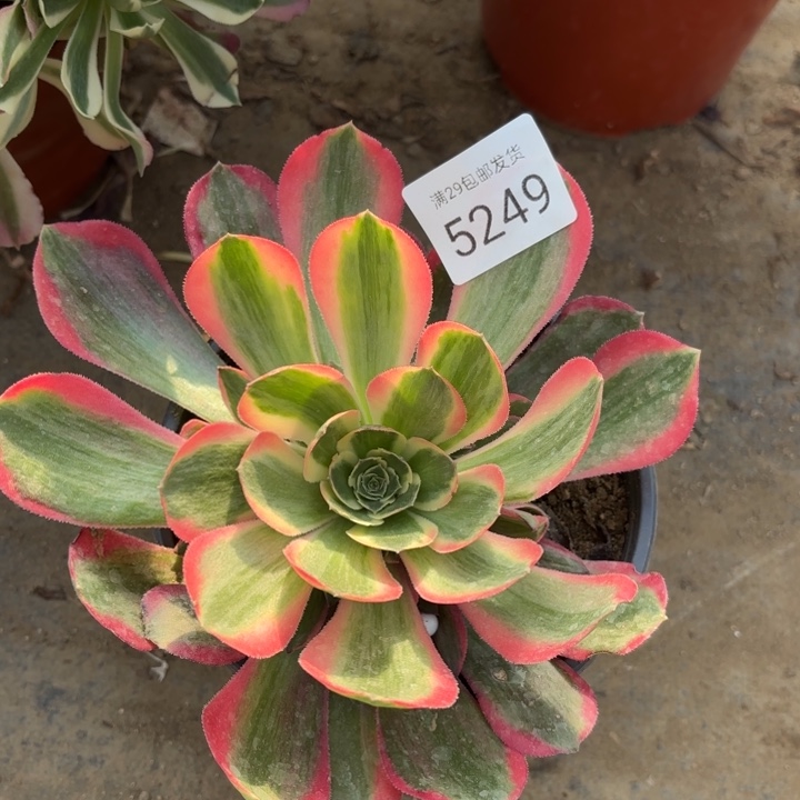 妖月多肉法师5249