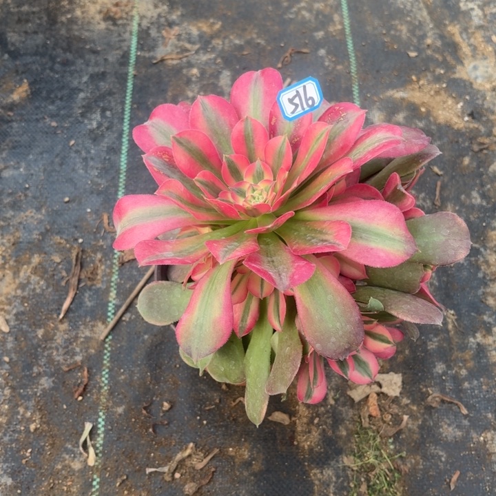 一物一拍香妃516