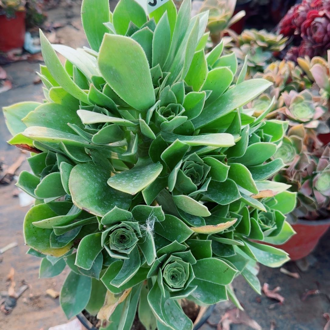 香腹多肉371满20包邮断枝不包