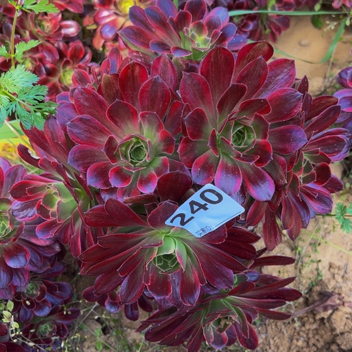 安娜砍头多肉植物240