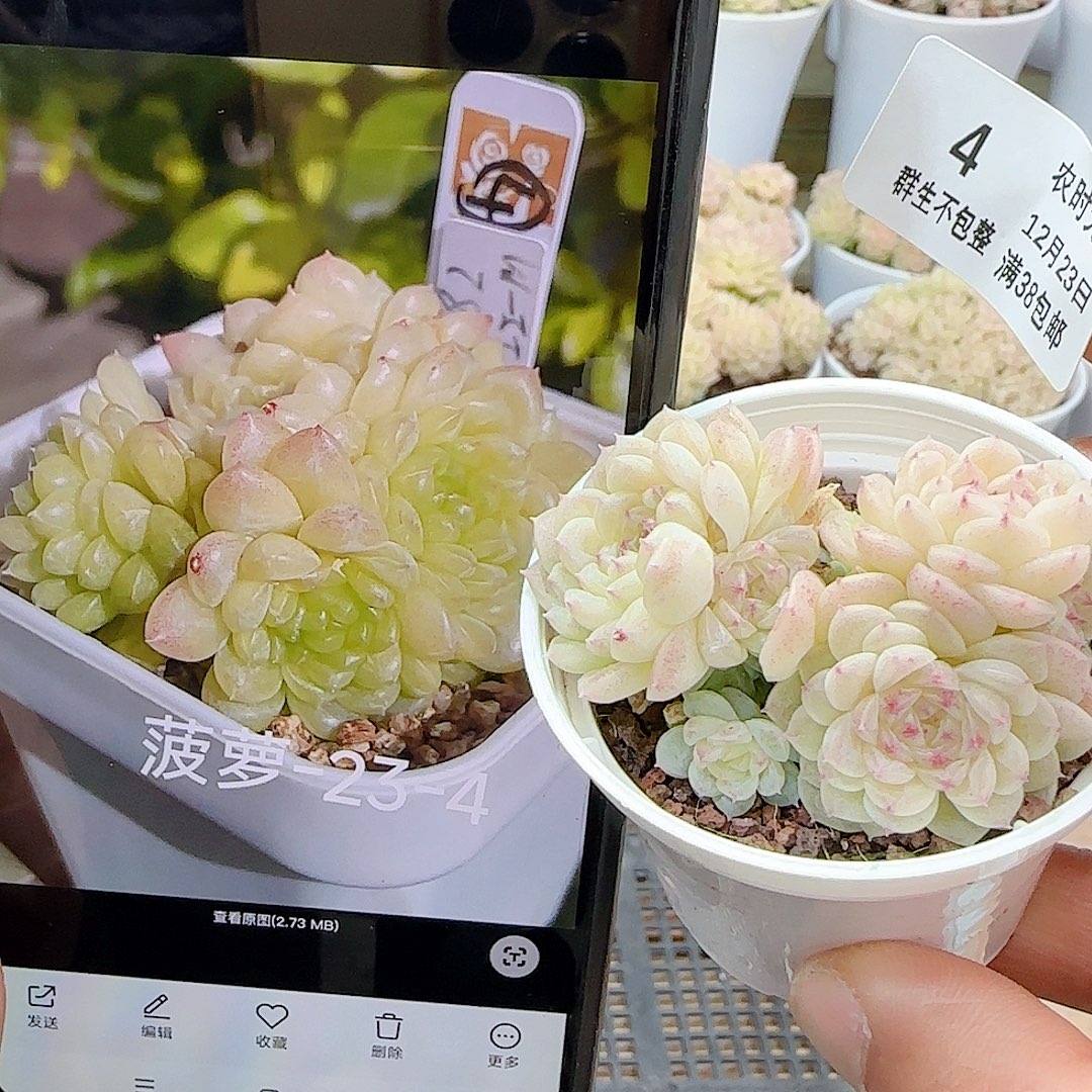 1223-4（菠萝23-4）优选