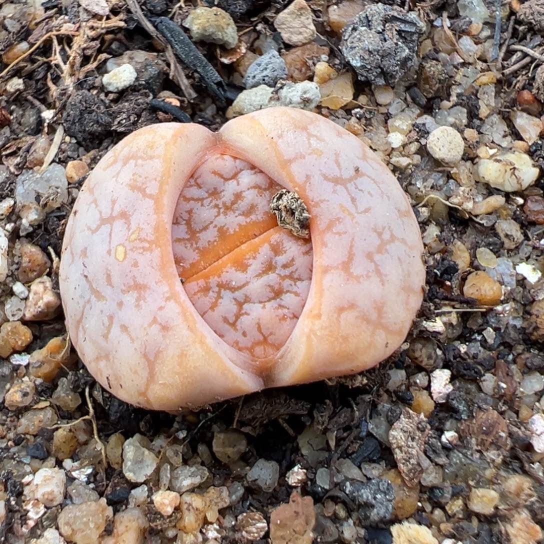 1.22好看的多肉216