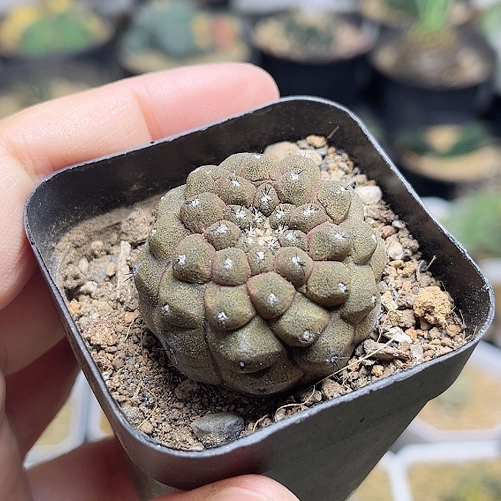 蜥蜴皮3.5公分一颗